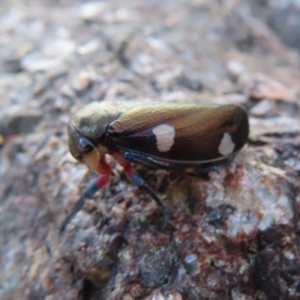 Eurymela distincta at Paddys River, ACT - 6 May 2023 03:18 PM