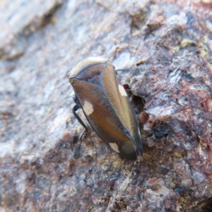 Eurymela distincta at Paddys River, ACT - 6 May 2023 03:18 PM