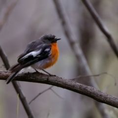 Petroica phoenicea (Flame Robin) at Cotter River, ACT - 4 Feb 2023 by KorinneM