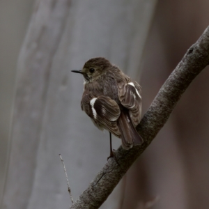 Petroica phoenicea at Cotter River, ACT - 4 Feb 2023 04:47 PM