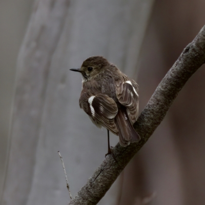 Petroica phoenicea (Flame Robin) at Cotter River, ACT - 4 Feb 2023 by KorinneM