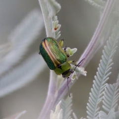 Calomela bartoni (Acacia Leaf Beetle) at Namadgi National Park - 4 Feb 2023 by KorinneM
