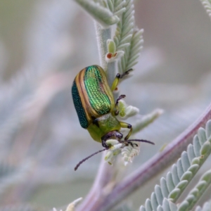 Calomela bartoni at Cotter River, ACT - 4 Feb 2023