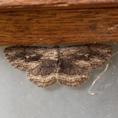 Ectropis excursaria (Common Bark Moth) at Jerrabomberra, NSW - 7 May 2023 by Steve_Bok