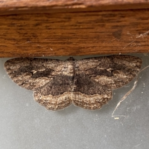 Ectropis excursaria at Jerrabomberra, NSW - suppressed