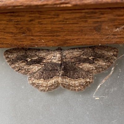 Ectropis excursaria (Common Bark Moth) at Jerrabomberra, NSW - 7 May 2023 by SteveBorkowskis