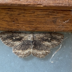 Ectropis excursaria at Jerrabomberra, NSW - suppressed