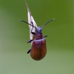 Ecnolagria grandis (Honeybrown beetle) at Paddys River, ACT - 4 Feb 2023 by KorinneM