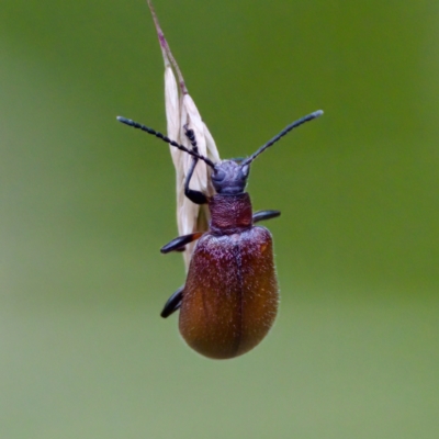 Ecnolagria grandis (Honeybrown beetle) at Paddys River, ACT - 4 Feb 2023 by KorinneM