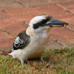 Dacelo novaeguineae (Laughing Kookaburra) at Wellington Point, QLD - 23 Apr 2023 by TimL