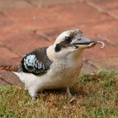 Dacelo novaeguineae at Wellington Point, QLD - suppressed