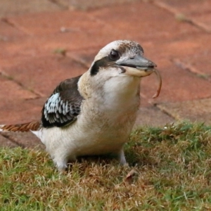 Dacelo novaeguineae at Wellington Point, QLD - suppressed