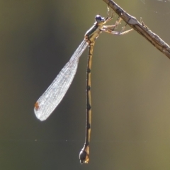 Synlestes weyersii (Bronze Needle) at High Range, NSW - 5 May 2023 by Curiosity