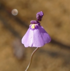 Utricularia dichotoma (Fairy Aprons, Purple Bladderwort) at Wingecarribee Local Government Area - 5 May 2023 by Curiosity