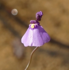 Utricularia dichotoma (Fairy Aprons, Purple Bladderwort) at High Range - 5 May 2023 by Curiosity