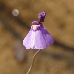 Utricularia dichotoma (Fairy Aprons, Purple Bladderwort) at High Range, NSW by Curiosity