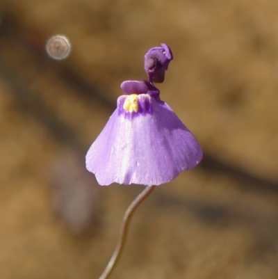 Utricularia dichotoma (Fairy Aprons, Purple Bladderwort) at High Range - 5 May 2023 by Curiosity