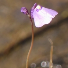 Utricularia dichotoma at High Range, NSW - 5 May 2023