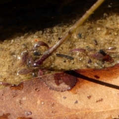 Utricularia dichotoma at High Range, NSW - 5 May 2023 12:35 PM