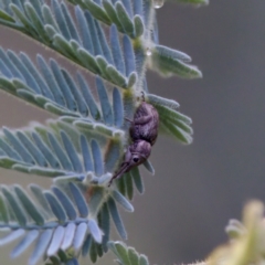 Curculionidae (family) (Unidentified weevil) at Tennent, ACT - 4 Feb 2023 by KorinneM