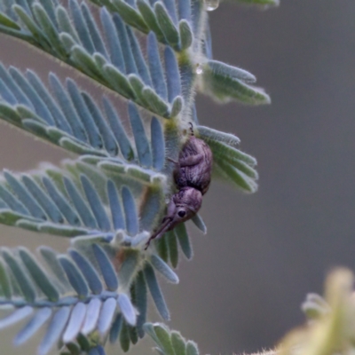 Curculionidae (family) (Unidentified weevil) at Namadgi National Park - 4 Feb 2023 by KorinneM