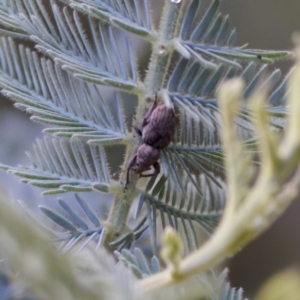 Curculionidae (family) at Tennent, ACT - 4 Feb 2023