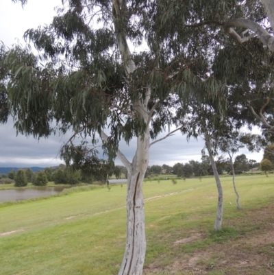 Eucalyptus mannifera (Brittle Gum) at Gordon, ACT - 12 Nov 2022 by michaelb