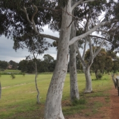 Eucalyptus mannifera at Gordon, ACT - 12 Nov 2022