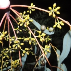 Eucalyptus mannifera at Point Hut Pond - 12 Nov 2022 07:43 PM