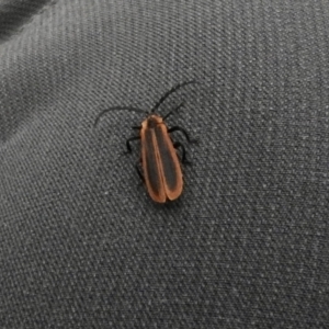 Pseudolycus sp. (genus) at Canyonleigh, NSW - 18 Apr 2023 12:17 PM