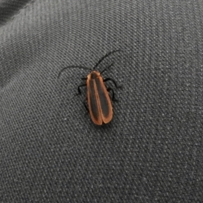 Pseudolycus sp. (genus) (Lycid-mimic oedemerid beetle) at Wingecarribee Local Government Area - 18 Apr 2023 by GlossyGal