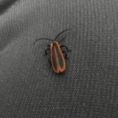 Pseudolycus sp. (genus) (Lycid-mimic oedemerid beetle) at Canyonleigh - 18 Apr 2023 by GlossyGal