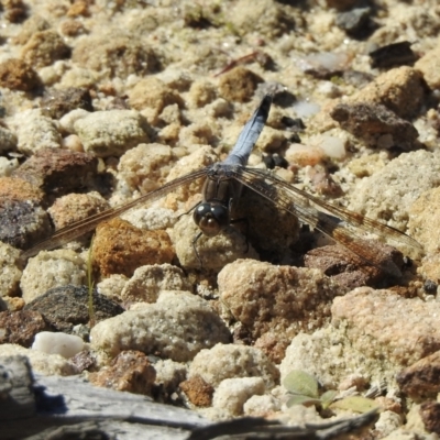 Orthetrum caledonicum (Blue Skimmer) at 100 Mount Jellore - 5 May 2023 by GlossyGal