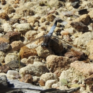 Orthetrum caledonicum (Blue Skimmer) at High Range, NSW by GlossyGal