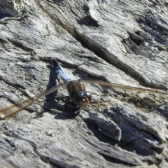 Orthetrum caledonicum at High Range, NSW - 5 May 2023