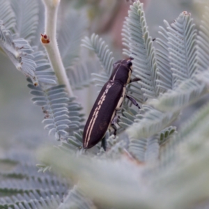 Rhinotia sp. in brunnea-group at Cotter River, ACT - 4 Feb 2023 05:39 PM