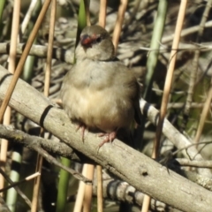 Neochmia temporalis (Red-browed Finch) at High Range, NSW - 5 May 2023 by GlossyGal