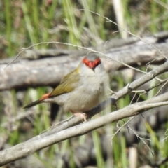 Neochmia temporalis at High Range, NSW - 5 May 2023