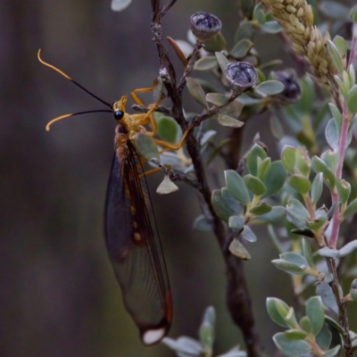 Nymphes myrmeleonoides (Blue eyes lacewing) at Namadgi National Park - 4 Feb 2023 by KorinneM