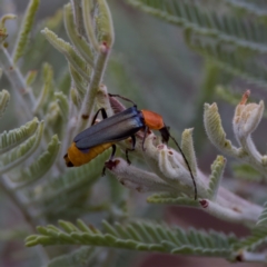 Chauliognathus tricolor (Tricolor soldier beetle) at Cotter River, ACT - 4 Feb 2023 by KorinneM