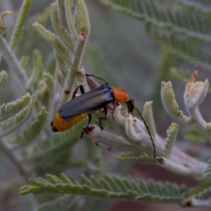 Chauliognathus tricolor at Cotter River, ACT - 4 Feb 2023