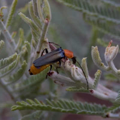 Chauliognathus tricolor (Tricolor soldier beetle) at Cotter River, ACT - 4 Feb 2023 by KorinneM