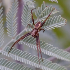 Salsa fuliginata (Sooty Orb-weaver) at Cotter River, ACT - 4 Feb 2023 by KorinneM