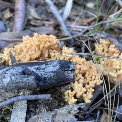 Unidentified Coralloid fungus, markedly branched at Bundanoon, NSW - 6 May 2023 by GlossyGal