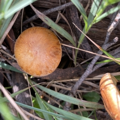 Gymnopilus junonius at Leaver Park - 6 May 2023 by GlossyGal