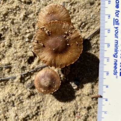 Unidentified Cap on a stem; gills below cap [mushrooms or mushroom-like] at High Range, NSW - 5 May 2023 by GlossyGal