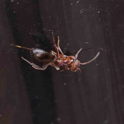 Eupelmidae (family) (Eupelmid wasp) at O'Connor, ACT - 27 Mar 2023 by ConBoekel