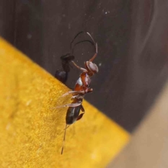 Eupelmidae (family) at O'Connor, ACT - 27 Mar 2023 11:19 AM