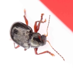 Rhyparida sp. (genus) (Leaf beetle) at Dryandra St Woodland - 27 Mar 2023 by ConBoekel