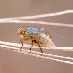 Calliphora stygia (Brown blowfly or Brown bomber) at Dryandra St Woodland - 27 Mar 2023 by ConBoekel